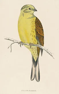Bunting And American Sparrows Gallery: Yellowhammer Collection