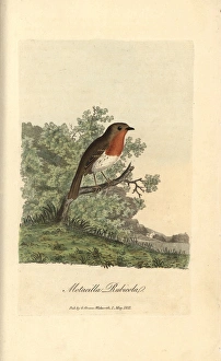 Yellow bunting, Yellowhammer, Emberiza citrinella Yellow bunting, Yellowhammer, Emberiza citrinella