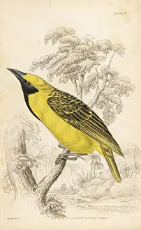 Yellow-crowned bishop, Euplectes afer Yellow-crowned bishop, Euplectes afer