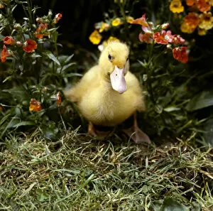 Yellow duckling in a garden