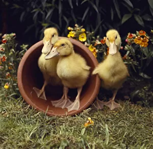 Three yellow ducklings with a plantpot