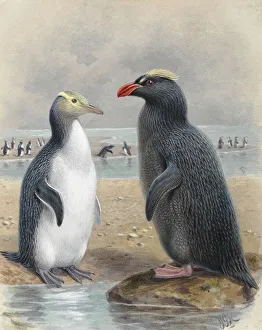 Eudyptes Gallery: Yellow Eyed Penguin and Snares Crested Penguin