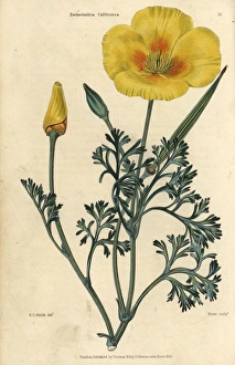Yellow flowered California poppy, Eschscholzia californica.. Handcolored illustration by Edwin Dalton Smith engraved by Watts from Charles McIntosh's Flora and Pomona 1829. McIntosh (1794-1864) was a Scottish gardener to European aristocracy and royalty, and author of many book on gardening. E.D. Smith was a botanical artist who drew for Robert Sweet, Benjamin Maund, etc Yellow flowered California poppy, Eschscholzia californica