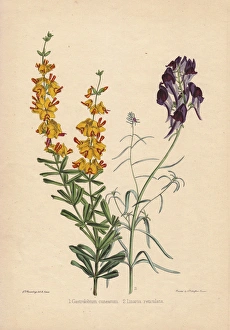 Yellow-flowered Gastrolobium cuneatum and deep Yellow-flowered Gastrolobium cuneatum and deep