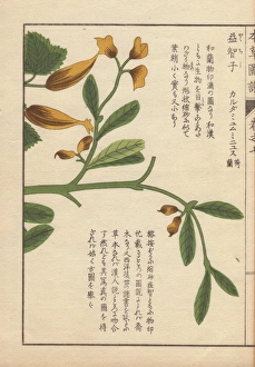 Yellow flowers and leaves of Cheilocostus speciosus Yellow flowers and leaves of Cheilocostus speciosus