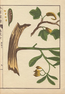 Yellow flowers, root, seeds and leaves of Cheilocostus Yellow flowers, root, seeds and leaves of Cheilocostus