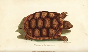 Yellow-footed tortoise, Chelonoidis denticulata Yellow-footed tortoise, Chelonoidis denticulata