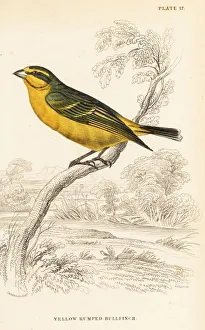 Yellow-fronted canary (Senegal), Crithagra mozambica Yellow-fronted canary (Senegal), Crithagra mozambica