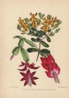 Yellow Gastrolobium ovalifolium, scarlet Epiphyllum Yellow Gastrolobium ovalifolium, scarlet Epiphyllum