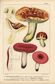 Yellow-gilled russula, Russula alutacea, edible Yellow-gilled russula, Russula alutacea, edible