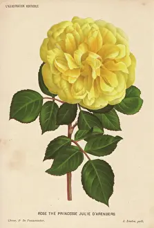 Antique Botanical Prints: Yellow hybrid rose, Princesse Julie d Arenberg