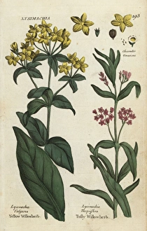 Yellow loosestrife and tufted loosestrife Yellow loosestrife and tufted loosestrife