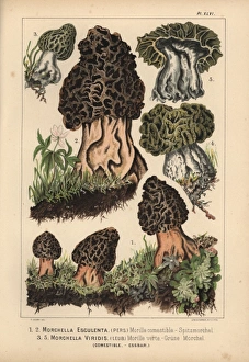 Yellow morel, Morchella esculenta, and green Yellow morel, Morchella esculenta, and green