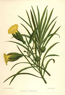Oleander Gallery: Yellow oleander, Thevetia nerifolia