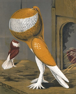 Inflatable Gallery: Yellow-Pied Pouter Cock Pigeon