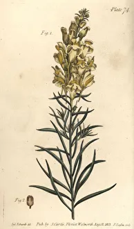 Yellow toad flax or snapdragon, Antirrhinum Yellow toad flax or snapdragon, Antirrhinum