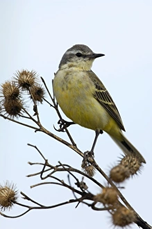 Yellow Wagtail - adult female - alarmed on a dry Yellow Wagtail - adult female - alarmed on a dry