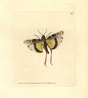 Yellow-winged locust, Gastrimargus musicus Yellow-winged locust, Gastrimargus musicus