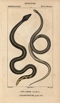 Yellowbelly sea snake, Pelamis platura Yellowbelly sea snake, Pelamis platura