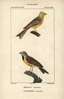 Croix Gallery: Yellowhammer, Emberiza citrinella, and dickcissel