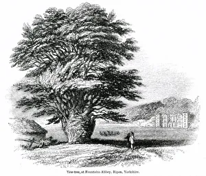 Ripon Gallery: Yew tree, Fountains Abbey, Ripon, Yorkshire