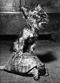 Images Dated 23rd March 2016: Yorkie and Tortoise