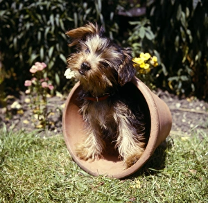 Yorkshire terrier in a plantpot in a garden Yorkshire terrier in a plantpot in a garden