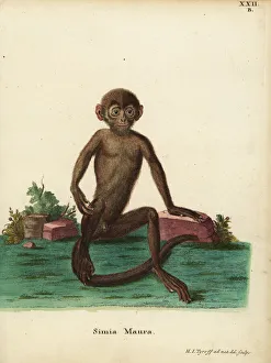Young banded langur, Presbytis femoralis Young banded langur, Presbytis femoralis