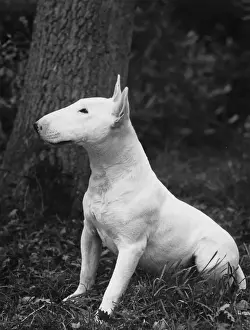 Young Bull Terrier Print 1957 by Abraxas Art Prints