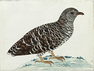 Young Cuckoo sp., Cuculidae Family Young Cuckoo sp., Cuculidae Family