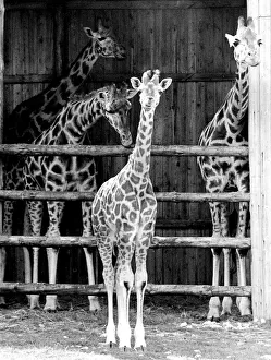 Young giraffe and adults in Woburn Wildlife Park, Beds Young giraffe and adults in Woburn Wildlife Park, Beds