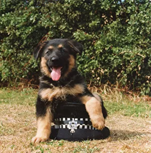 Training Gallery: A young Police Dog