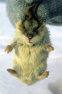 Young Siberian Lemming - being held by a researcher Young Siberian Lemming - being held by a researcher
