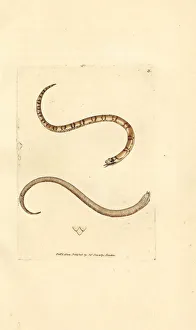 Young smooth snake, Coronella austriaca Young smooth snake, Coronella austriaca