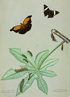 Zebra Mosaic and Stinky Leafwing, caterpillars Zebra Mosaic and Stinky Leafwing, caterpillars