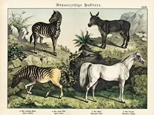 Zebra, quagga, donkey and Arabian horse Zebra, quagga, donkey and Arabian horse
