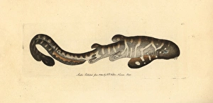 Zebra shark, Stegostoma fasciatum Vulnerable Zebra shark, Stegostoma fasciatum Vulnerable