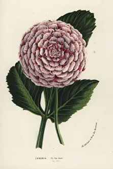 Zenobia dahlia hybrid, Dahlia coccinea Zenobia dahlia hybrid, Dahlia coccinea
