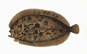 Zeugopterus regius, or Blochs Topknot Zeugopterus regius, or Blochs Topknot