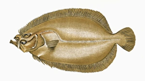 Zeugopterus velivolans, or Sail Fluke Zeugopterus velivolans, or Sail Fluke