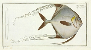 Zeus ciliaris (Alectis ciliaris) Zeus ciliaris (Alectis ciliaris)