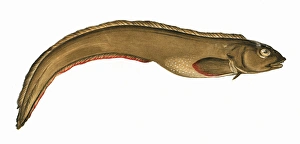 Zoarces viviparus, or Viviparous Eelpout Zoarces viviparus, or Viviparous Eelpout
