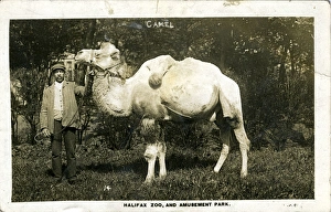 Zoo & Amusement Park, Exley, Yorkshire Zoo & Amusement Park, Exley, Yorkshire