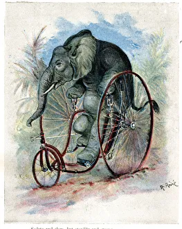 Zoo Animals Up To Date on Cycles - Elephant on Velocipede Zoo Animals Up To Date on Cycles - Elephant on Velocipede