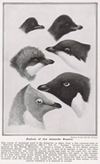 Zoology of the Antarctic Regions drawn by Dr. Wilson Zoology of the Antarctic Regions drawn by Dr. Wilson