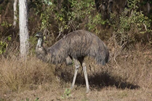 Images Dated 1st August 2014: Emu