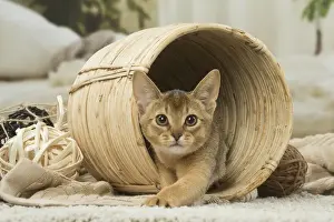 Abyssinian Kitten in Wicker Basket Print (March Art Prints