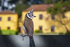 Crested Tit Collection: 13132591