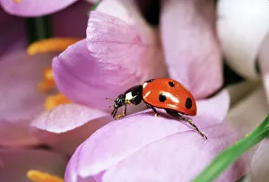 7-SPOT LADYBIRD - crawling over Crocus 7-SPOT LADYBIRD - crawling over Crocus