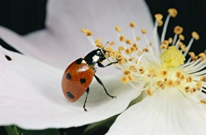 7-Spot LADYBIRD - feeding on pollen 7-Spot LADYBIRD - feeding on pollen